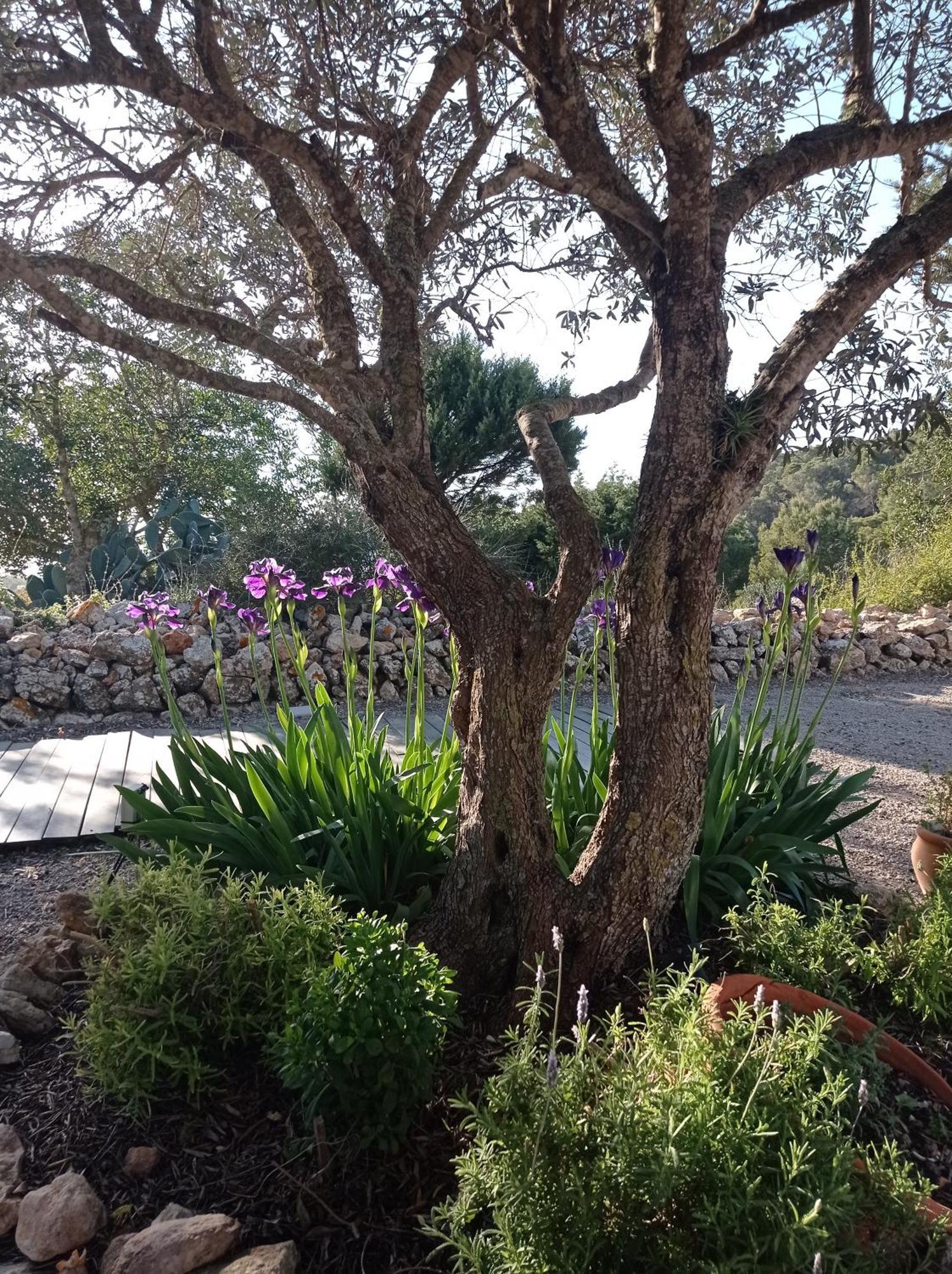 Sa Vinya Casa De Campo Es Cubells Εξωτερικό φωτογραφία